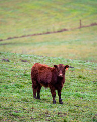 Lone cow in a field