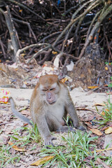 japanese macaque sitting on the ground