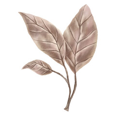 Autumn leaf PNG Clipart Illustration