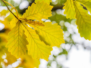 Oak branches with yellow leaves in autumn park