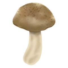 mushroom isolated on white background PNG Clipart Illustration