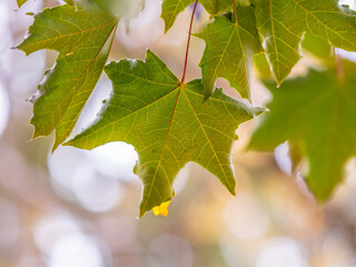 Maple branches with yellow leaves in autumn, in the light of sunset.