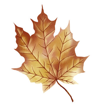 Autumn Maple Leaf PNG Clipart Illustration