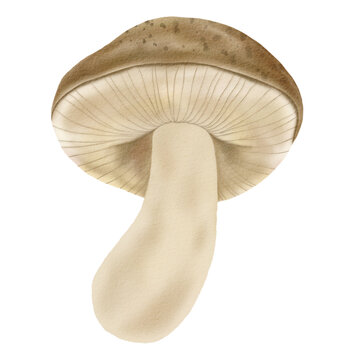 Mushroom Isolated On White Background PNG Clipart Illustration