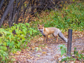 The red fox Vulpes vulpes walks along a path in the forest.