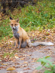 Close up of a red fox Vulpes vulpes, sitting on a path in the forest.