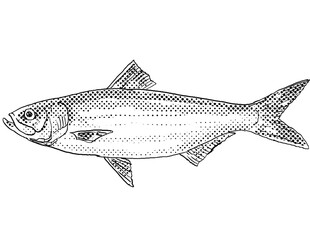 Cartoon style line drawing of a skipjack shad or Alosa chrysochloris a freshwater fish endemic to North America with halftone dots shading on isolated background in black and white.