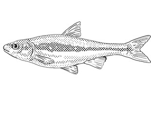 Cartoon style line drawing of a Silverjaw minnow or Ericymba buccata a freshwater fish endemic to North America with halftone dots shading on isolated background in black and white.