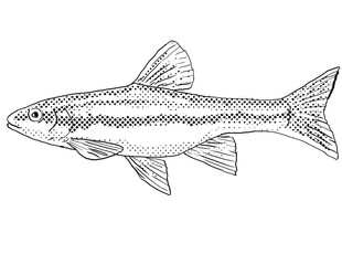 Cartoon style line drawing of a southern redbelly dace or Chrosomus erythrogaster a freshwater fish endemic to North America with halftone dots shading on isolated background in black and white.