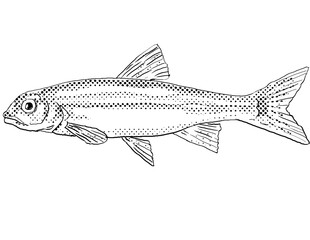 Cartoon style line drawing of a spottail shiner or spottail minnow Notropis hudsonius a freshwater fish endemic to North America with halftone dots shading on isolated background in black and white.