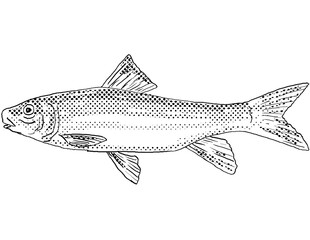 Cartoon style line drawing of a spotted sucker or Minytrema melanops a freshwater fish endemic to North America with halftone dots shading on isolated background in black and white.