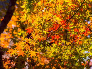 Naklejka na ściany i meble Colorful maple leaves with sunlight in autumn.