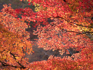 Beautiful maple tree branches in autumn.