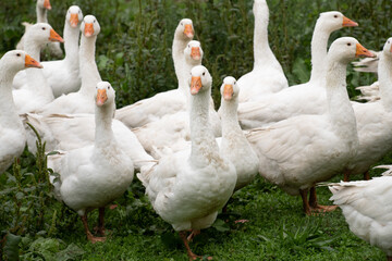 A group of white domestic geese stands in a green, damp meadow. The birds face the camera.