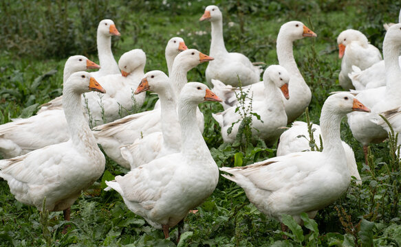 A group of white domestic geese stands in a green, damp meadow. The birds look to the side.