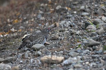 A Spruce Grouse (Canachites canadensis) searching for food.