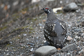 A Spruce Grouse (Canachites canadensis) searching for food.