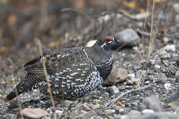 A Spruce Grouse (Canachites canadensis) searching for food.