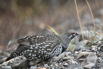 A Spruce Grouse (Canachites canadensis) searching for food.