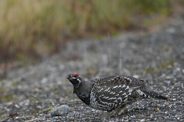 A Spruce Grouse (Canachites canadensis) searching for food.