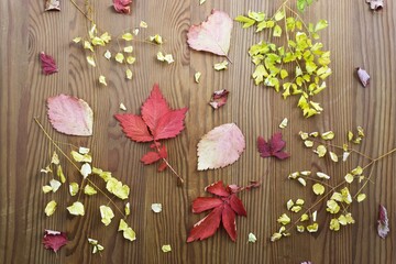 Autumn leaves on a rustic wooden background. view from above. wallpapers for Halloween, Thanksgiving and the seasonal village festival.