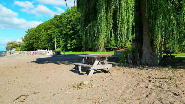 Orbital low angle of empty picnic table under a weeping tree at beach. 