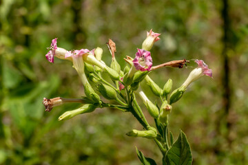 A bell-shaped tobacco plant flower in a combination of pink and yellow