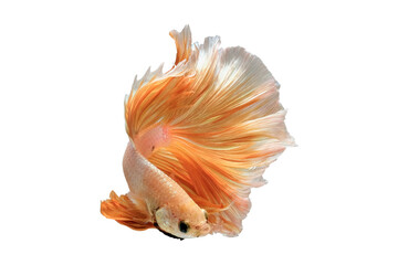 Fototapeta na wymiar Yellow betta fish, siamese fighting fish, isolated on white background.