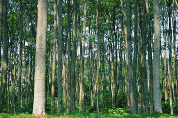 Obraz premium bamboo forest background