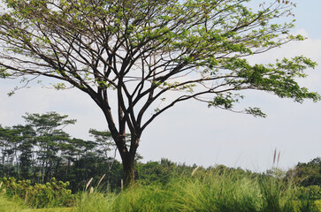 Fototapeta premium tree on a hill