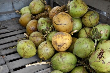 coconut on the ground