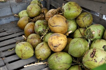 coconuts on the market