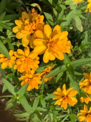 Fototapeta premium flowers in the garden