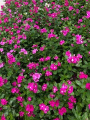 Naklejka premium pink flowers in a garden