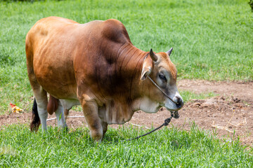 Cow grazing on green meadow in Kinmen of Taiwan