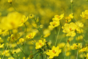 キバナコスモス、レモンブライト