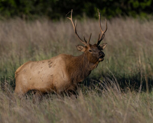 A young Bull Elk chasing a Cow during the annual rut