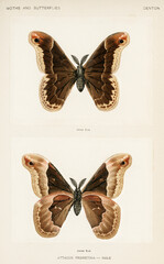 Fototapeta na wymiar Promethea Silkmoth - Male (Attacus Promethia) Moths and Butterflies of the United States (1900) by Sherman F. Denton (1856-1937).