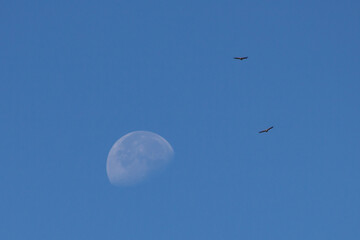 La luna y dos Buitres Leonados