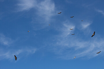 Panoramica del cielo azul con nubes y buitres leonados
