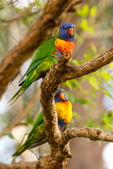 rainbow lorikeet parrot