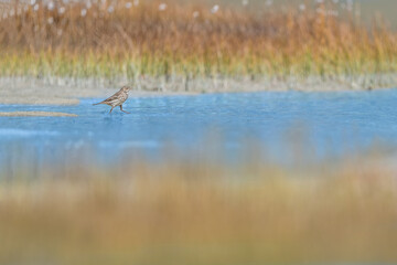 The water pipit, fine art portrait in the autumn season (Anthus spinoletta)