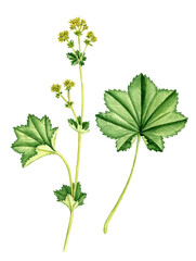 watercolor drawing plant of lady's mantle, Alchemilla vulgaris, hand drawn botanical illustration