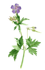 watercolor drawing plant of meadow crane's-bill, hand drawn botanical illustration