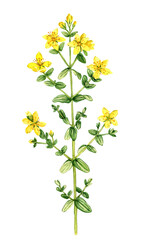 watercolor drawing plant of perforate St John's-wort, Hypericum perforatum , hand drawn botanical illustration