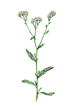 watercolor drawing plant of yarrow, Achillea millefolium, hand drawn botanical illustration