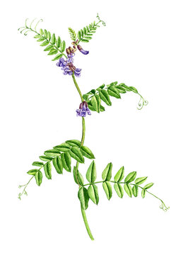 watercolor drawing plant of bush vetch with flowers and green leaves, Vicia sepium , hand drawn botanical illustration