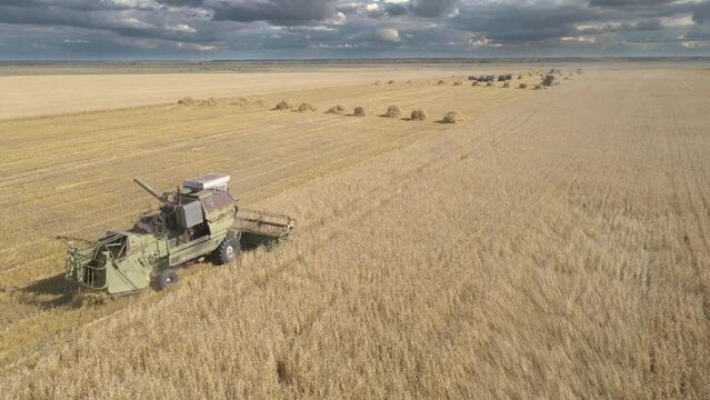 Harvesting of grain crops.Harvesting wheat,oats and barley in fields,ranches and farmlands.Combines mow wheat in the field.Agro-industry.Combine Harvester Cutting on wheat filed.Machine harvest wheat