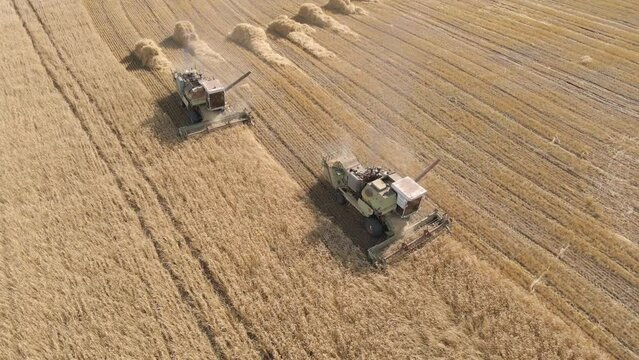Harvesting of grain crops.Harvesting wheat,oats and barley in fields,ranches and farmlands.Combines mow wheat in the field.Agro-industry.Combine Harvester Cutting on wheat filed.Machine harvest wheat