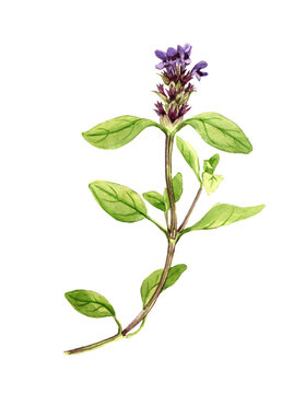 watercolor drawing plant of common self-heal, Prunella vulgaris , hand drawn botanical illustration